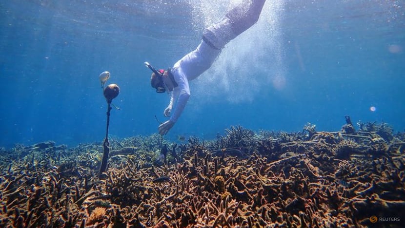 Crackling or desolate?: AI trained to hear coral's sounds of life Crackling or desolate?: AI trained to hear coral's sounds of life