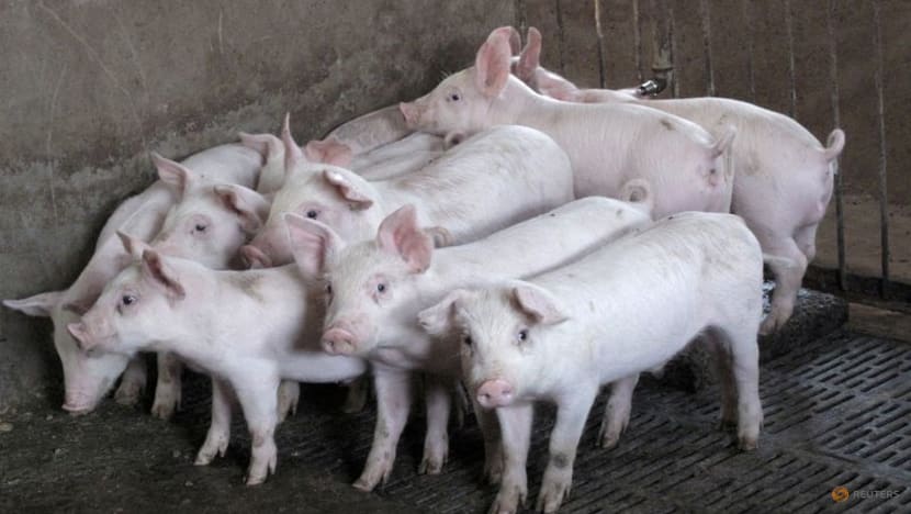 China vows more data, policies for stable hog supply in fourth quarter China vows more data, policies for stable hog supply in fourth quarter