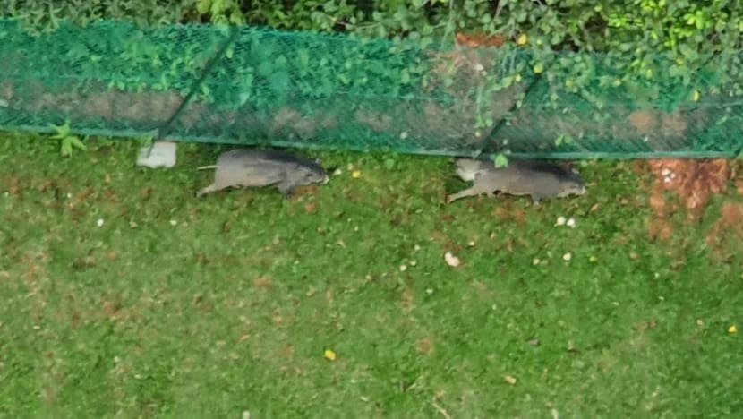 NParks advises Upper Thomson condominium to fix gaps in fences after wild boars enter compound