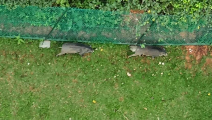 NParks advises Upper Thomson condominium to fix gaps in fences after wild boars enter compound NParks advises Upper Thomson condominium to fix gaps in fences after wild boars enter compound