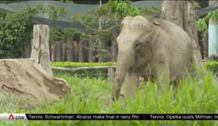 Rescuing Malaysia's dwindling wild elephant population as habitats shrink | Video