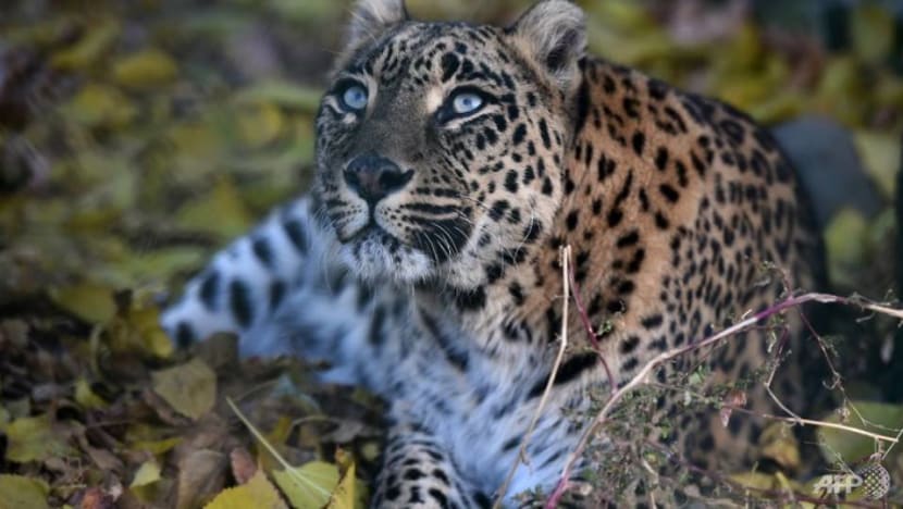 Leopard kills, decapitates 3-year-old in India Leopard kills, decapitates 3-year-old in India