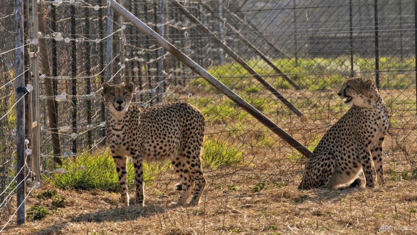 Three cheetah cubs die in India amid sweltering heatwave Three cheetah cubs die in India amid sweltering heatwave