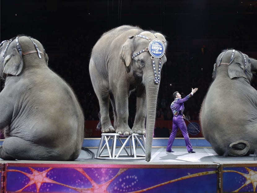Aftert 146 years, The Ringling Bros and Barnum & Bailey Circus will end in May 2017, due to declining attendance combined with high operating costs, changing public tastes and prolonged battles with animal rights groups. Photo: AP