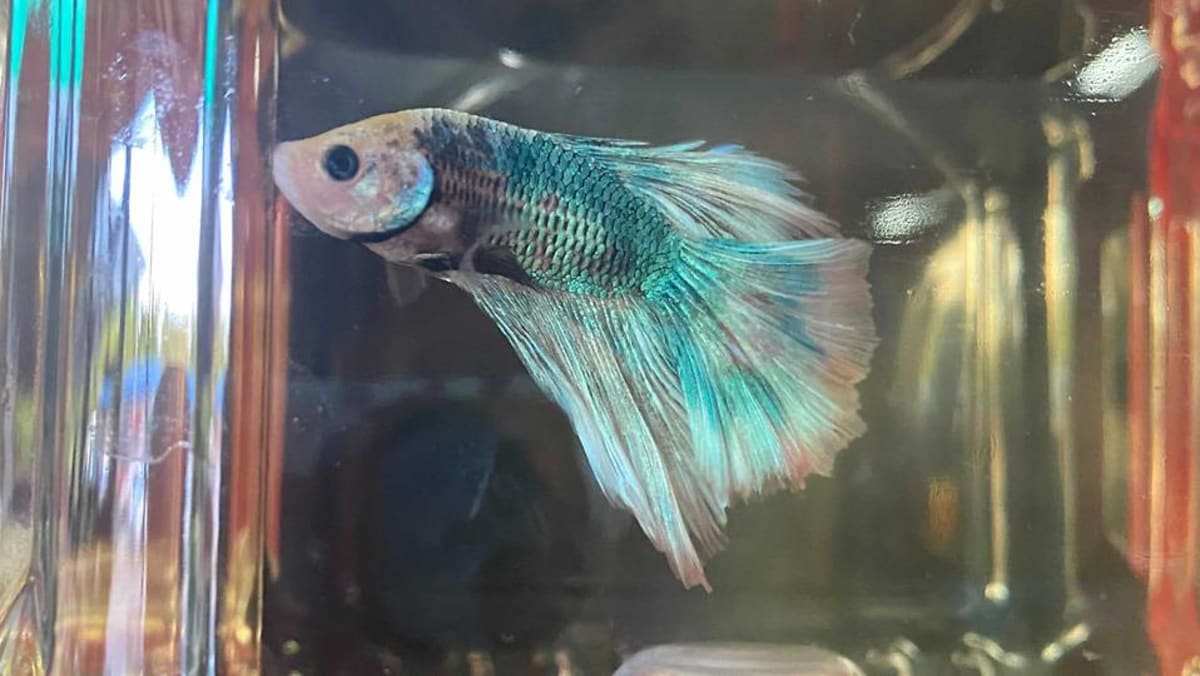 Selling hotsell betta fish