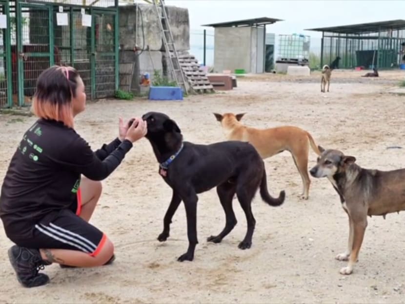 Jurong Island project to manage stray dogs without culling shows results
