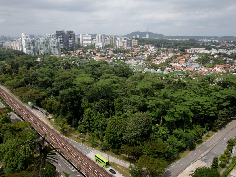 Against the backdrop of growing environmental consciousness around the world, TODAY looks at the increasing clamour among Singaporeans to protect their green spaces, and whether a fresh approach is possible in a country with limited land. Against the backdrop of growing environmental consciousness around the world, TODAY looks at the increasing clamour among Singaporeans to protect their green spaces, and whether a fresh approach is possible in a country with limited land.