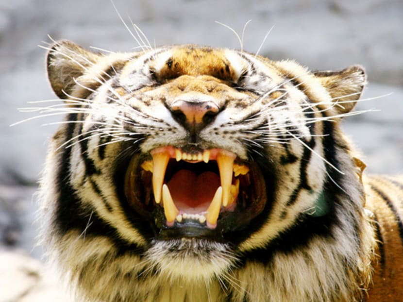 Tiger parts, such as teeth and claws, are sought after as they are thought to bring good luck to the wearer and serve as protection against evil. 
Photo: REuters