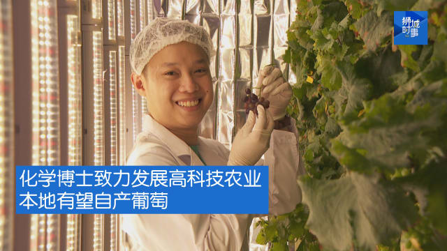 狮城时事 | 化学博士致力发展高科技农业 本地有望自产葡萄
