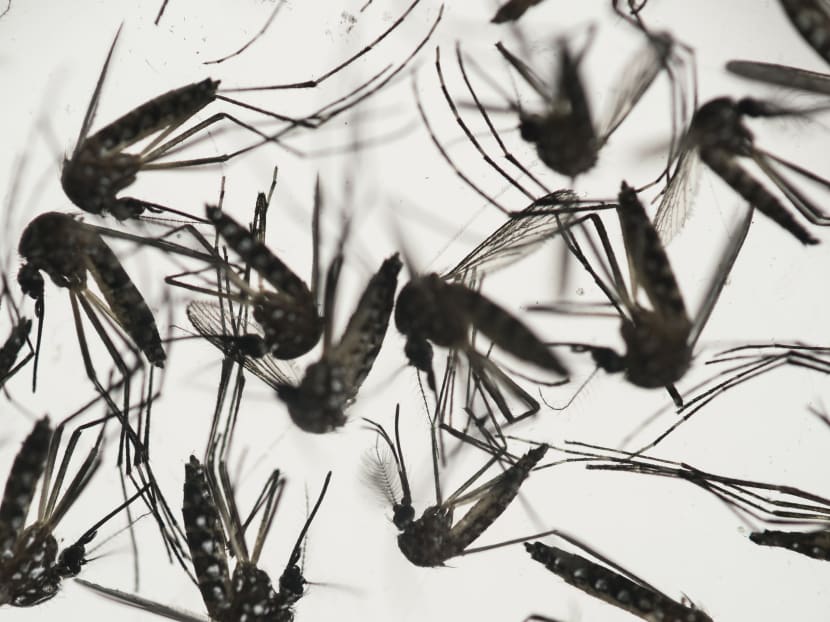 In this Wednesday, Jan. 27, 2016 photo, Aedes aegypti mosquitoes sit in a petri dish at the Fiocruz institute in Recife, Pernambuco state, Brazil. Photo: AP