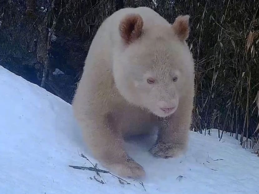 The albino giant panda is believed to be about five or six years old, and does not appear to be suffering from any health problems, according to China’s state broadcaster CCTV.