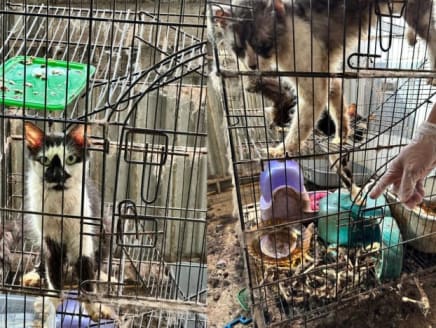 (Left) One of the cats found alive at a Jalan Minyak rental flat on June 6, 2023; (right) a rescuer points to the skeletal remains of three cats at the bottom of a cage.