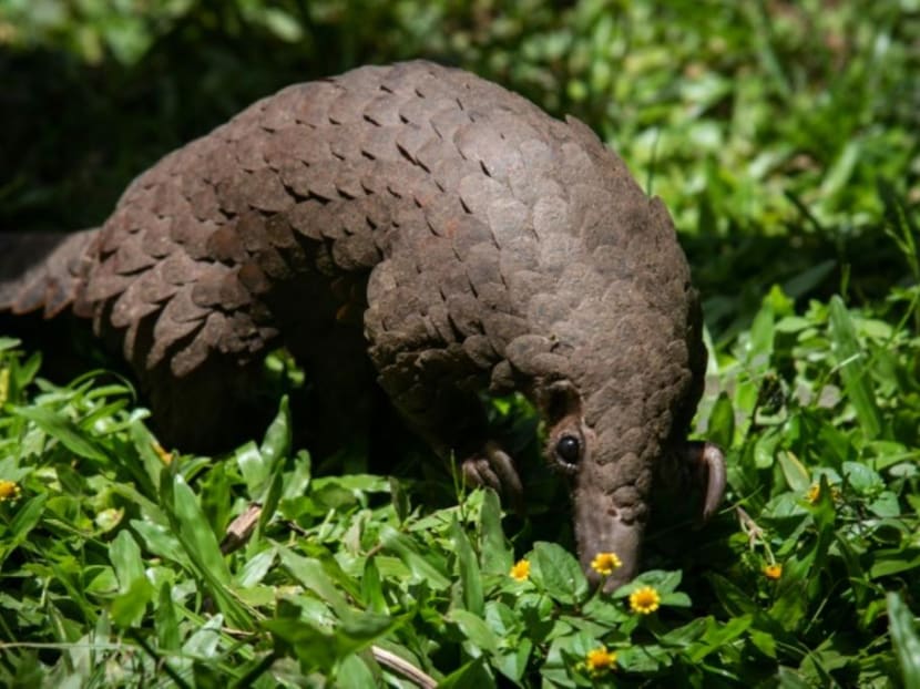 When a passerby spotted Chong Soo Yong and another man placing the endangered animal in their van, they said they were doing it for the pangolin’s safety because there were too many ants in the area. When a passerby spotted Chong Soo Yong and another man placing the endangered animal in their van, they said they were doing it for the pangolin’s safety because there were too many ants in the area.