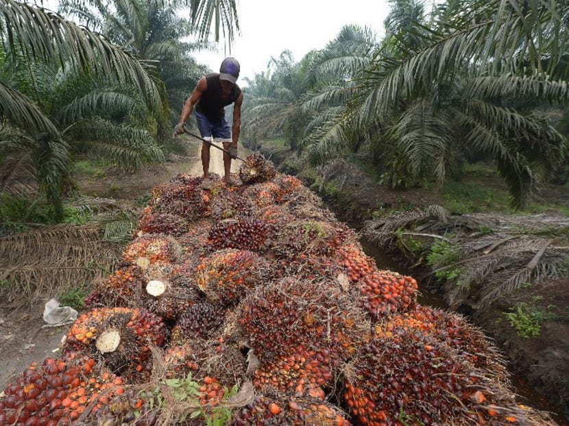 A palm oil plantation in Indonesia. Photo: AFP