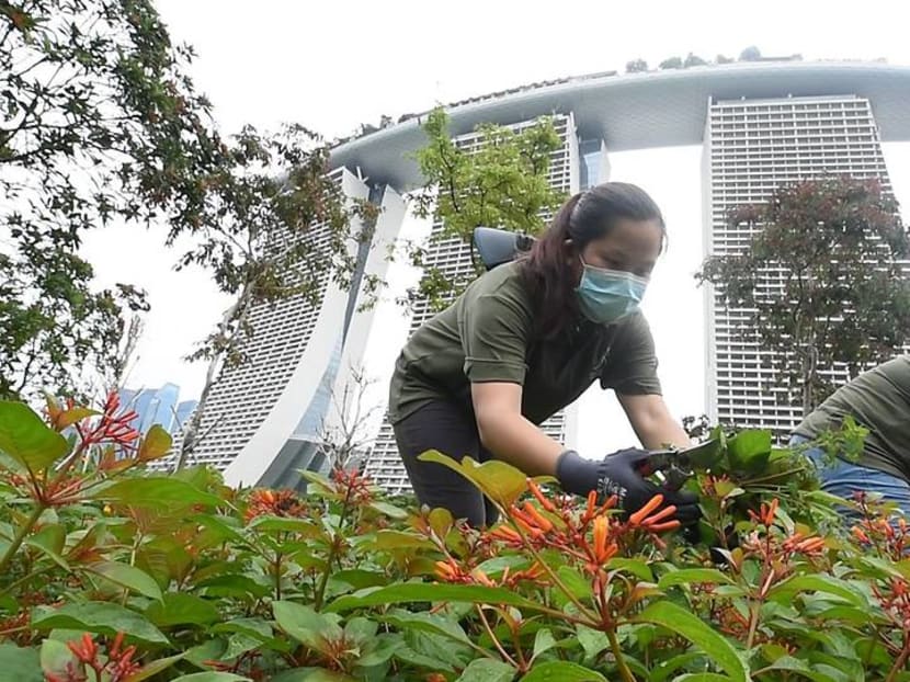 Going the extra mile to keep Gardens by the Bay neat and tidy during the COVID-19 circuit breaker Going the extra mile to keep Gardens by the Bay neat and tidy during the COVID-19 circuit breaker