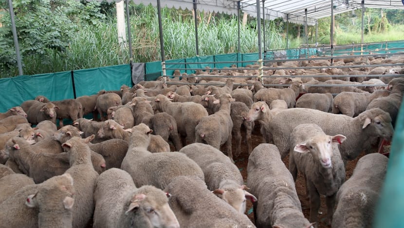 3,700 sheep available at 26 mosques for Korban 3,700 sheep available at 26 mosques for Korban