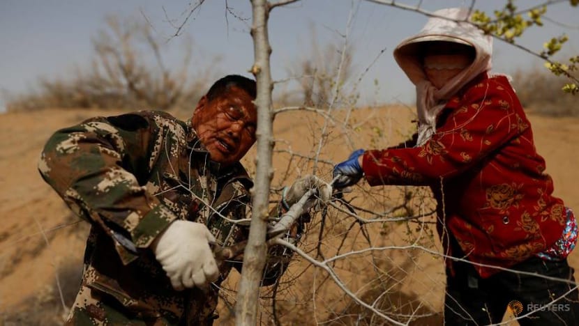 China's farmers push back the desert – one tree at a time China's farmers push back the desert – one tree at a time