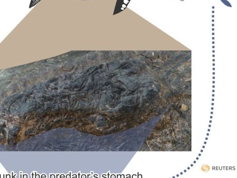 Monster swallows monster: Fossil reveals doubly fatal Triassic encounter Monster swallows monster: Fossil reveals doubly fatal Triassic encounter