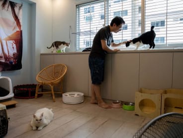Pet cats have been banned in HDB flats for 34 years, due to concerns that the felines would cause disamenities to residents. A proposed cat management framework by the Animal and Veterinary Service will allow HDB households to own up to two cats from next year, if implemented. 
