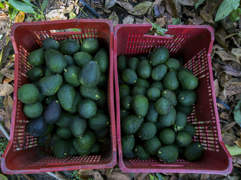 Avocados in baskets during a harvest. Photo: AFP