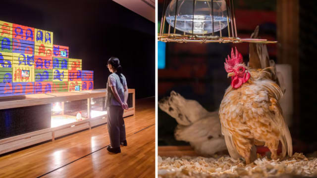 国家美术馆用活鸡展览 陈杰豪：它们已健康回家