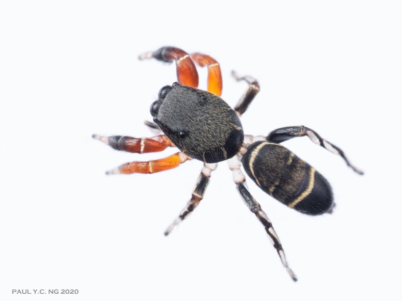 A new species of spider from the Piranthus genus, found on Pulau Ubin during a biodiversity survey. The spider had not been identified anywhere else in the world.