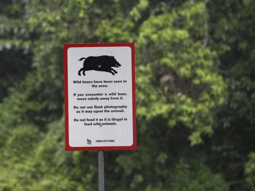 The Big Read: As animal encounters hit the headlines, a divide opens up The Big Read: As animal encounters hit the headlines, a divide opens up