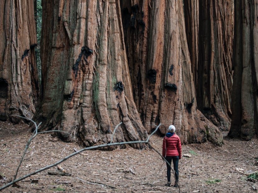 Sequoia trees are big, strong and long lasting and the secret lies is in their roots, which are not only strong and deep, but intertwined with the roots of other trees, setting the foundation for sustainable growth.
