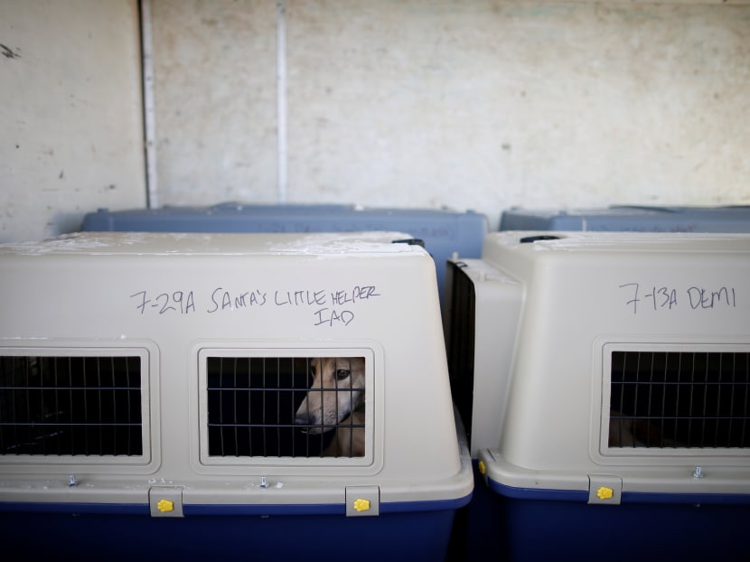 Gallery: Raised for meat in South Korea, dogs head for new homes in US