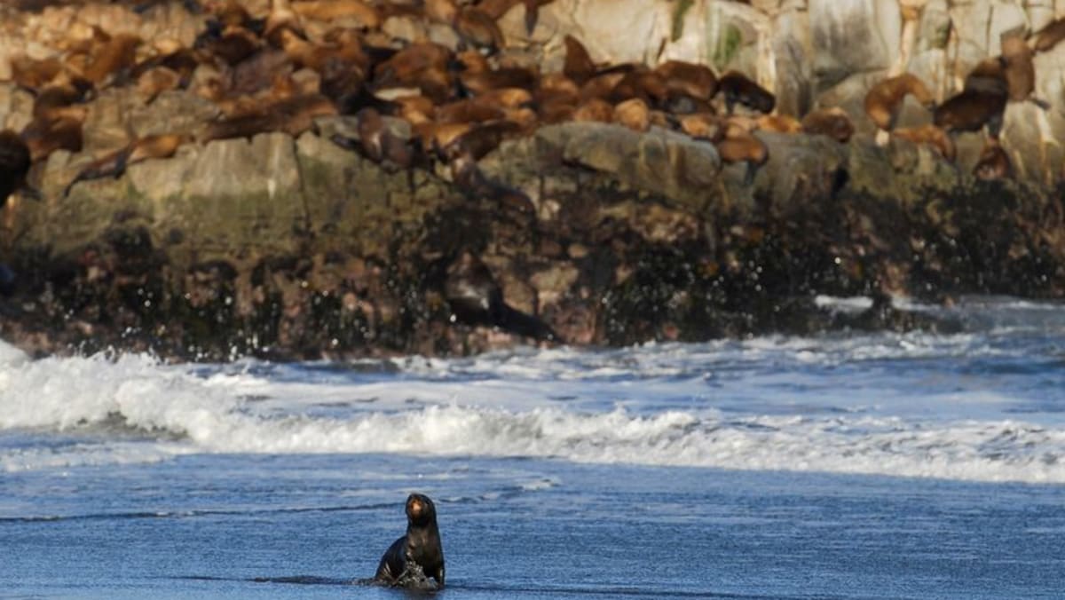 El lobo marino enfermo es el primer caso de gripe aviar en Chile en un mamífero marino