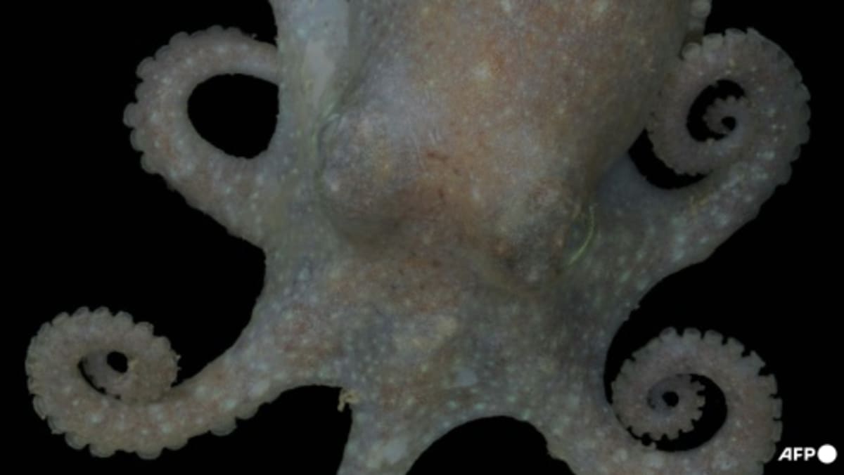 Antarctic octopus DNA reveals ice sheet collapse closer than thought - Vimarsana News