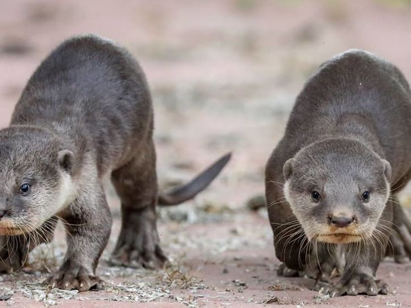 Commentary: Cute otters and pangolins get saved but are ugly animals a lost conservation cause?