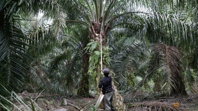 Malaysia to escalate EU palm oil dispute at WTO Malaysia to escalate EU palm oil dispute at WTO