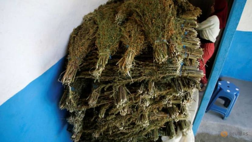 Morocco set to legalise cannabis production for medical use Morocco set to legalise cannabis production for medical use