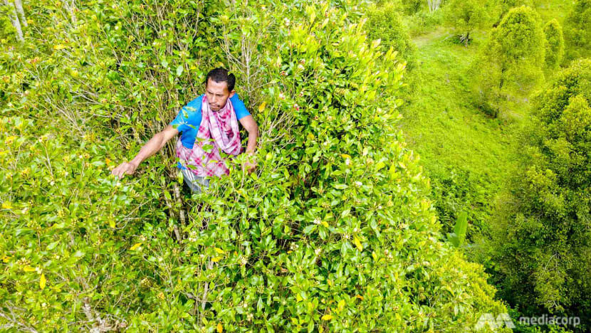 On Indonesia’s ‘Spice Islands’, farmers fight to keep legacy alive