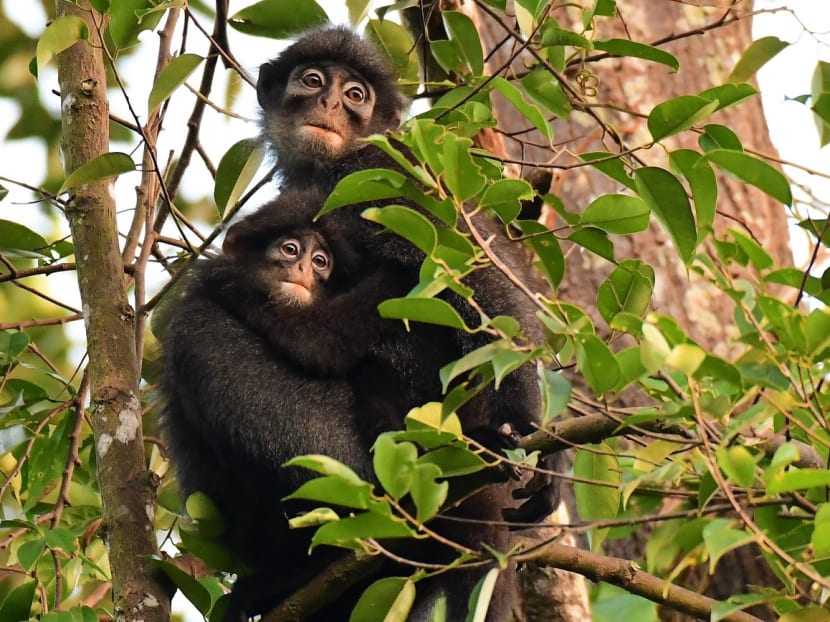 Primatologist Andie Ang said that cutting down the 150ha forest in the state land will remove an important area for the Raffles' banded langurs (pictured) and force them to find a new home range within the remaining forests in the Central Catchment Nature Reserve.