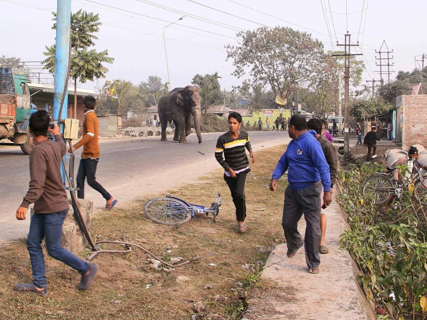 Elephant rampages in east Indian town, smashing homes