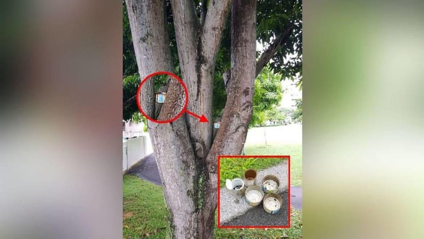 Mosquitoes found breeding in 'hidden' containers placed in trees, says Hougang MP Png Eng Huat amid dengue concern Mosquitoes found breeding in 'hidden' containers placed in trees, says Hougang MP Png Eng Huat amid dengue concern