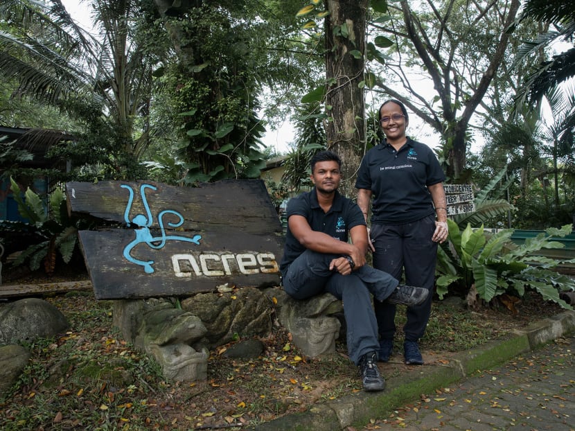 Mr Kalai Vanan Balakrishnan (left) and Ms Anbarasi Boopal (right), the new co-chiefs of the Animal Concerns Research and Education Society, at the group's wildlife rescue centre on Jan 8, 2021. Mr Kalai Vanan Balakrishnan (left) and Ms Anbarasi Boopal (right), the new co-chiefs of the Animal Concerns Research and Education Society, at the group's wildlife rescue centre on Jan 8, 2021.
