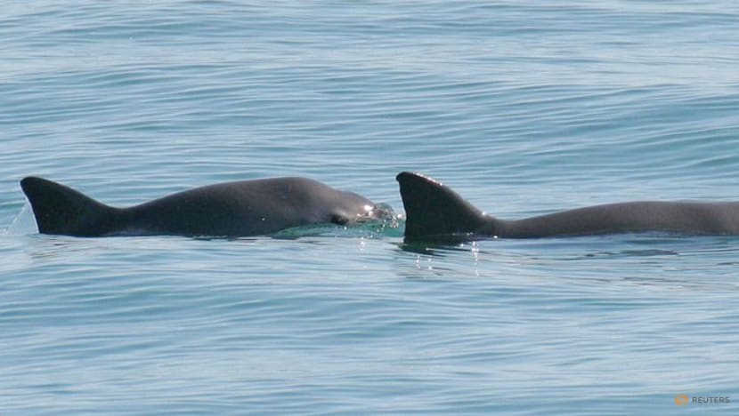 Genome study offers hope for diminutive endangered porpoise Genome study offers hope for diminutive endangered porpoise