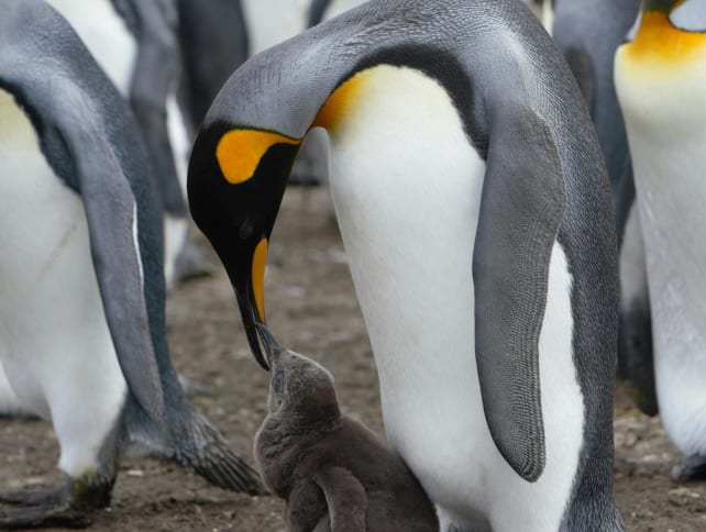An emperor penguin feeding its chick.