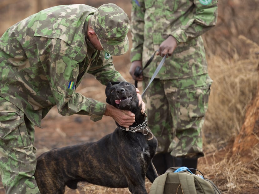 In Rwanda, dogs and handlers train to track poachers