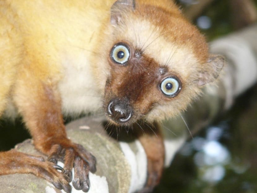 This Madagascan lemur could face extinction. Photo: Reuters