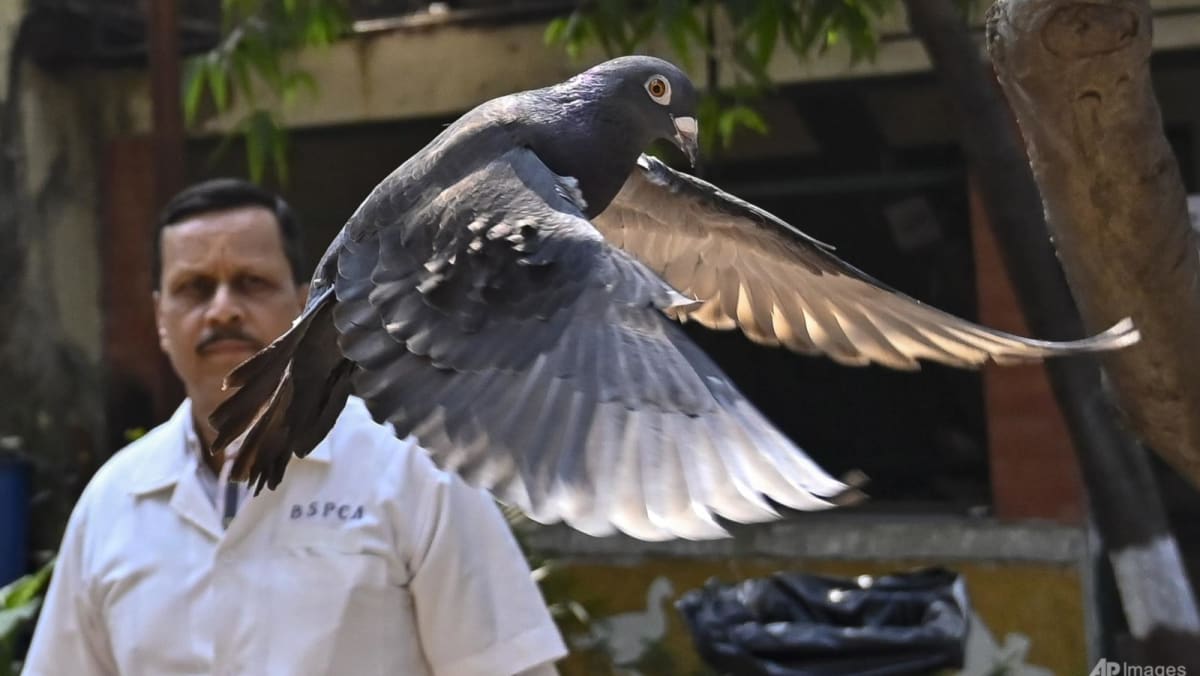 India releases pigeon accused of spying for China