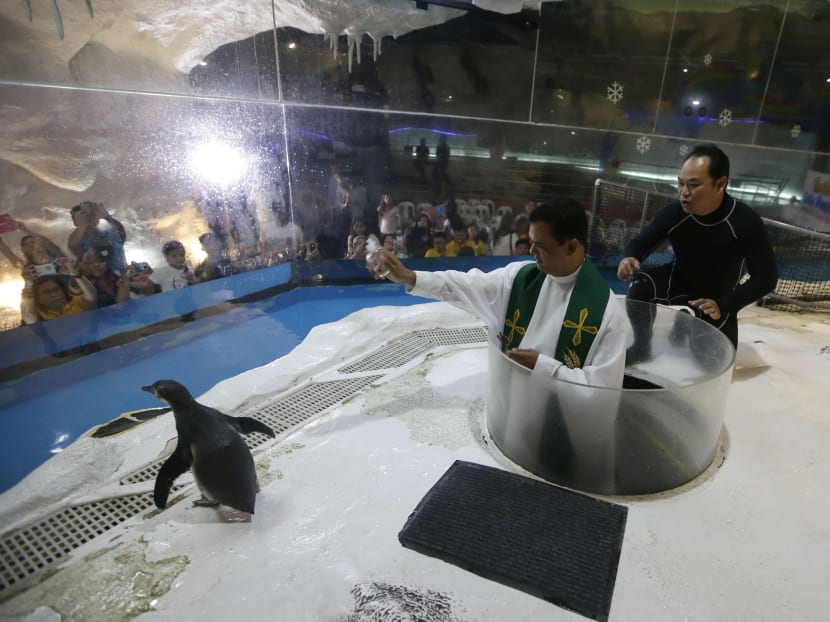 The blessing of the baby penguin