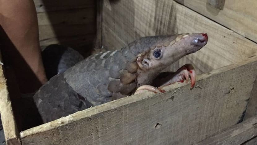 Dozens of live pangolins found hidden on bus in Vietnam Dozens of live pangolins found hidden on bus in Vietnam