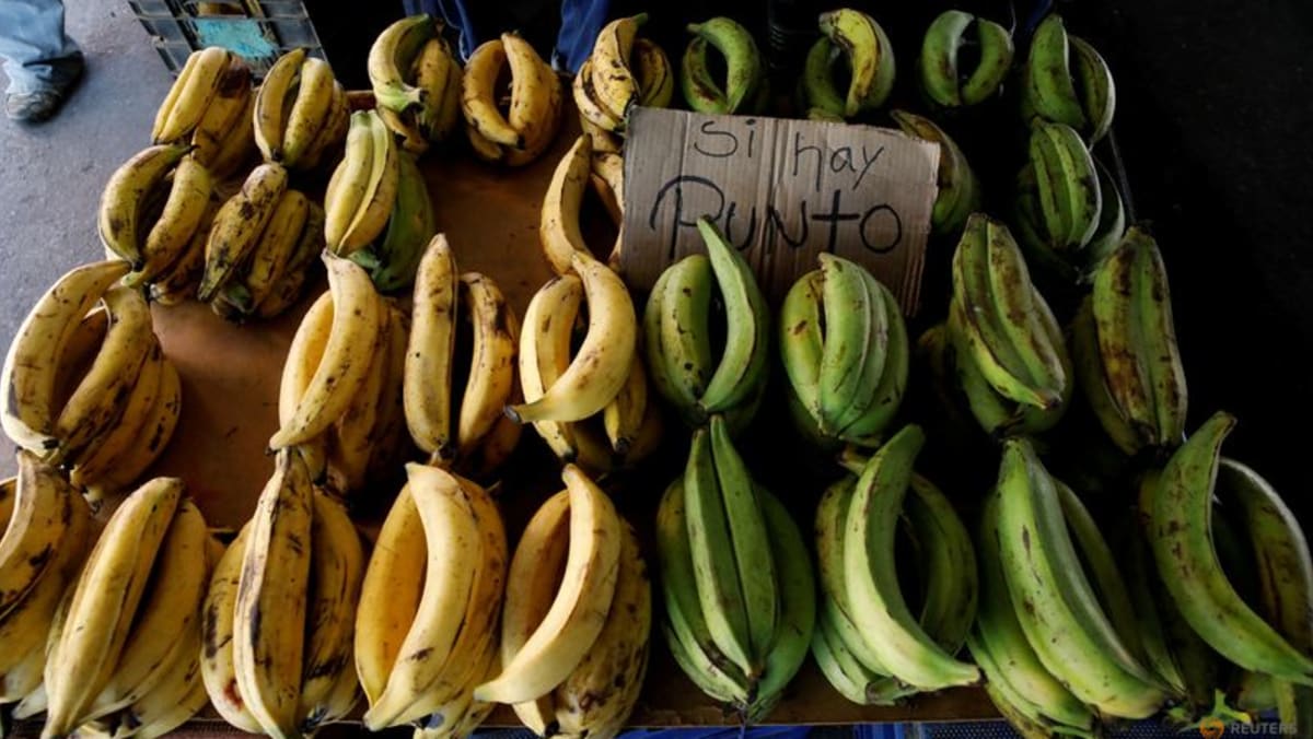 Banana fungus may worsen hunger crisis in Venezuela