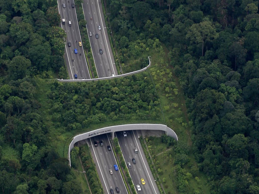 The Eco-Link@BKE is an ecological bridge over the Bukit Timah Expressway that preserves biodiversity. The authorities are backing efforts to build another green corridor at Tengah Forest. Photo: Koh Mui Fong/TODAY