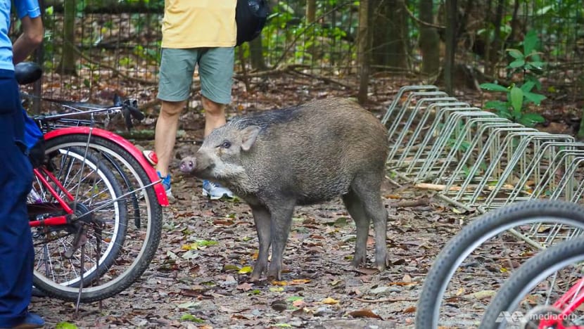 Four fined, total of 19 people face charges for feeding wild boars near location of recent Pasir Ris attack Four fined, total of 19 people face charges for feeding wild boars near location of recent Pasir Ris attack