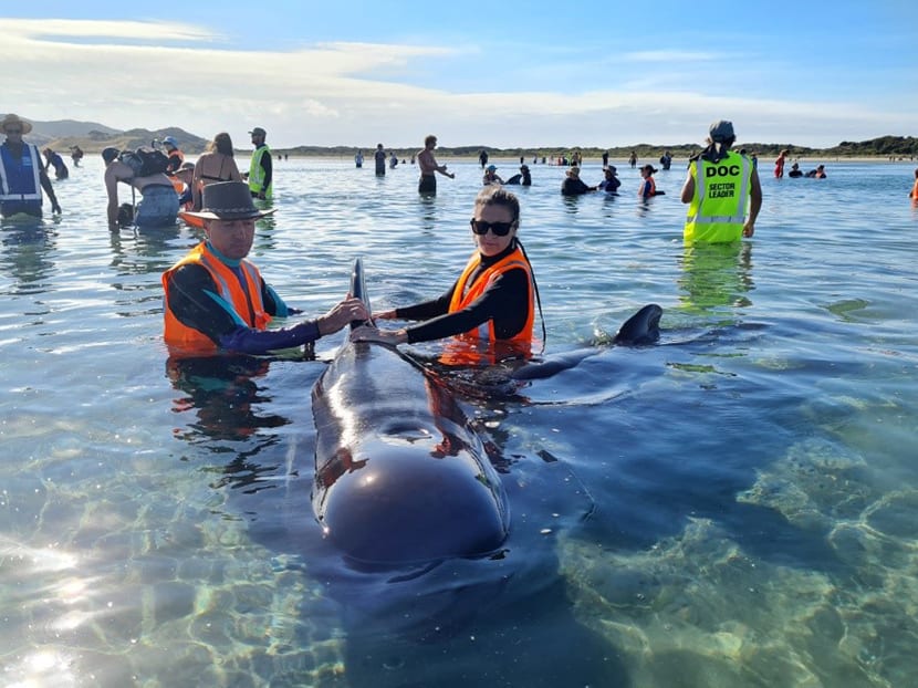 Rescuers race to save dozens of pilot whales that beached on a stretch of New Zealand coast at Farewell Spit, notorious for mass strandings on Feb 22, 2021. Rescuers race to save dozens of pilot whales that beached on a stretch of New Zealand coast at Farewell Spit, notorious for mass strandings on Feb 22, 2021.